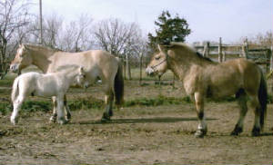 jarleandhonni112406026.jpg
