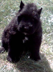 puppy01may06001.jpg