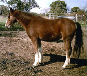 trotter10-24-06c.jpg