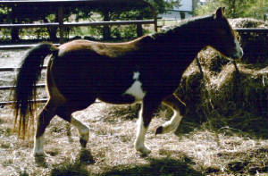 trotter10-24-06e.jpg