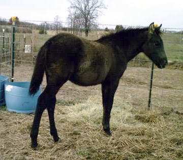 bird111206019.jpg
