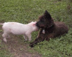 hannahpiglet001.jpg