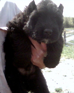 puppy04april06001.jpg
