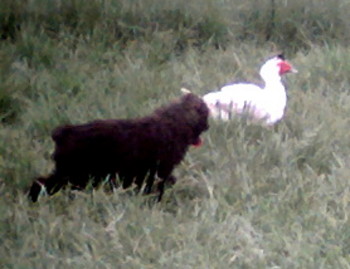 puppy09andduckmay06002.jpg